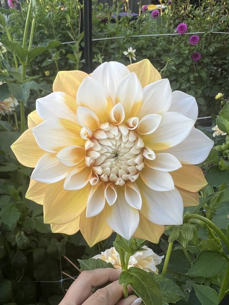 DAHLIA TUBERS