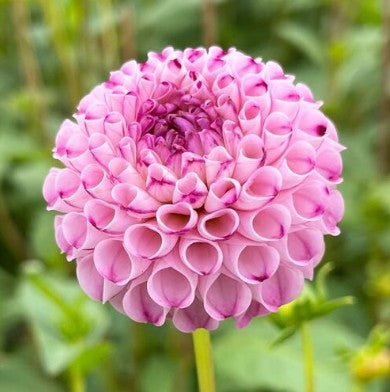 A1 Pom
