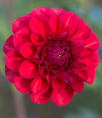 Everbloom Blood Moon