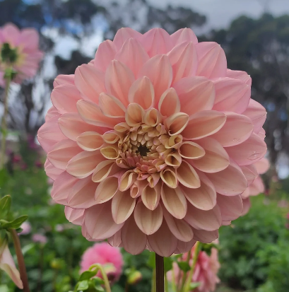 Florelie Kindness