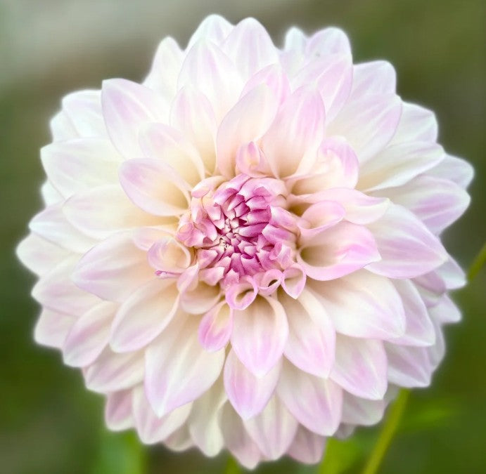 Glenbank Lavender Blush