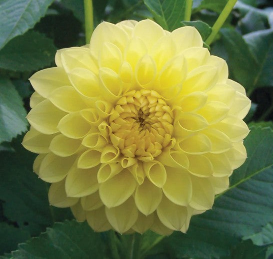 Yellow Show