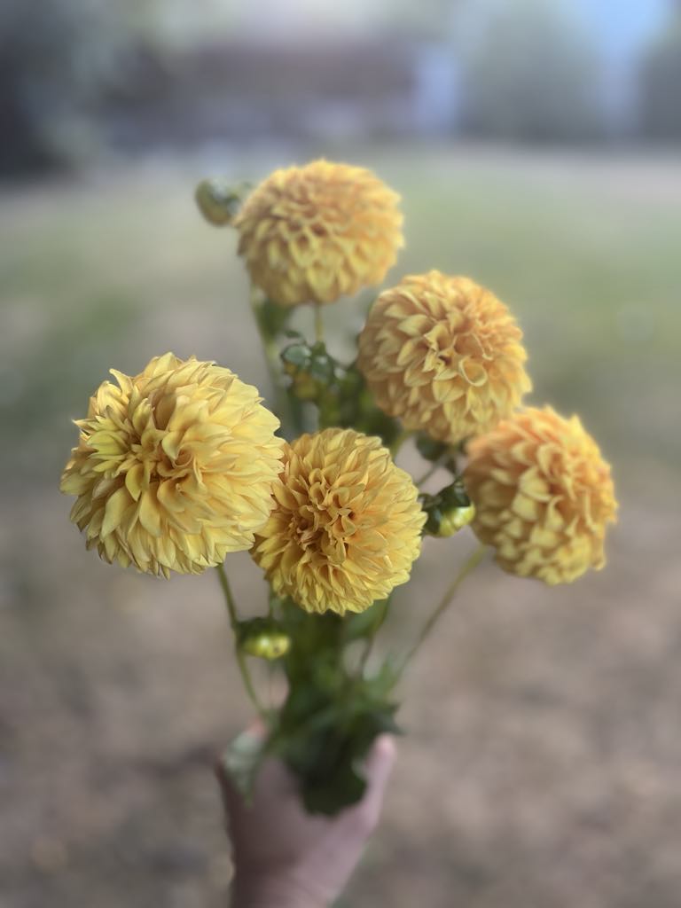 Florelie Dandelion