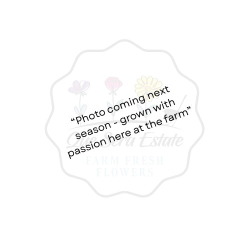 Glenbank Lavender Blush